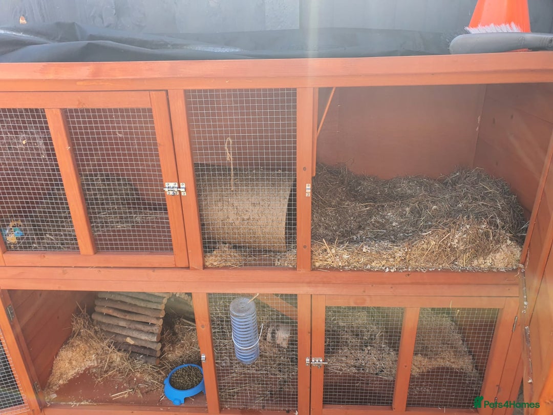 Mixed Breed rabbits for sale: Cloudy the rabbit  - Image 4