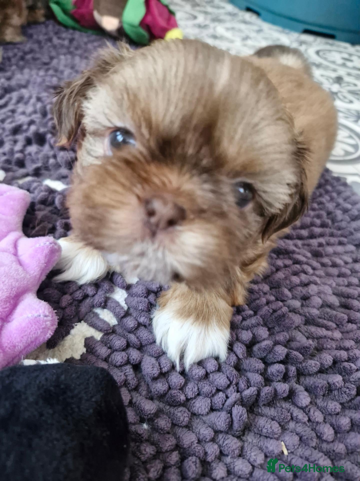 Shih Tzu dogs for sale: KC REG PEDIGREE SHIH TZU PUPPIES - Advert 1