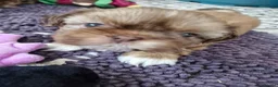 Shih Tzu dogs for sale: KC REG PEDIGREE SHIH TZU PUPPIES - Advert 1