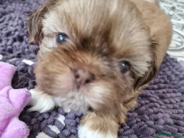 Shih Tzu dogs for sale: KC REG PEDIGREE SHIH TZU PUPPIES - Advert 1