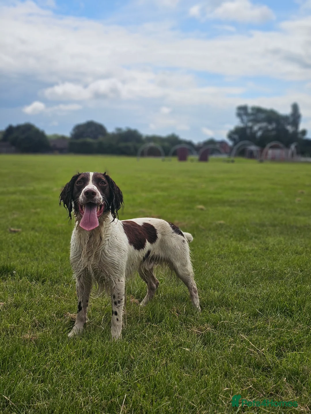English Springer Spaniel dogs for stud: English Springer Spaniel Stud in Derby - Advert 16