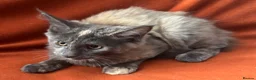 Maine Coon cats for sale: ONLY 2 LEFT GCCF PEDIGREE MAINECOON KITTENS - Advert 14