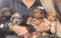 Cavapoo dogs for sale: Cavapoos boys and girls  - Image 5
