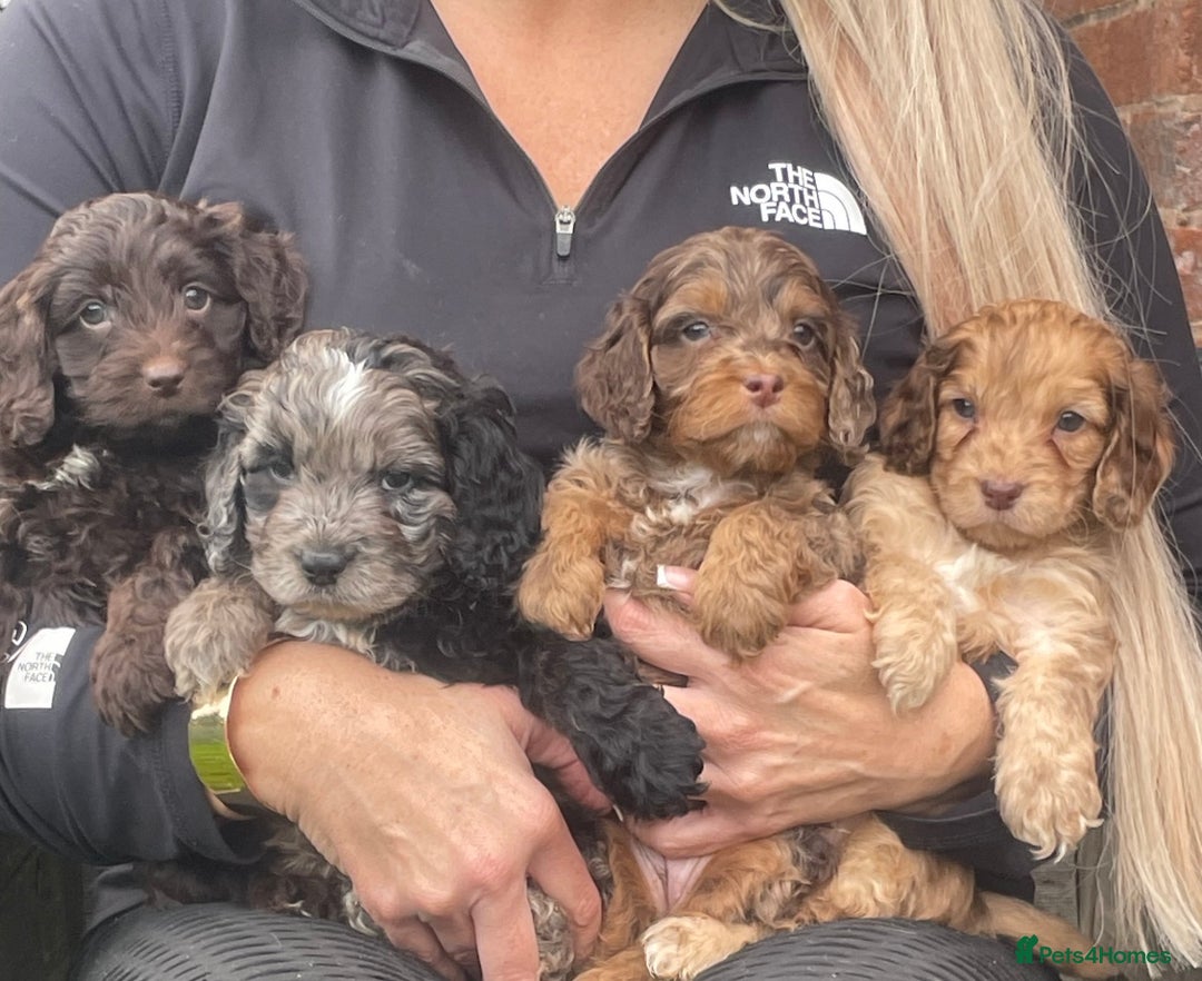 Cavapoo dogs for sale: Cavapoos boys and girls  - Image 5