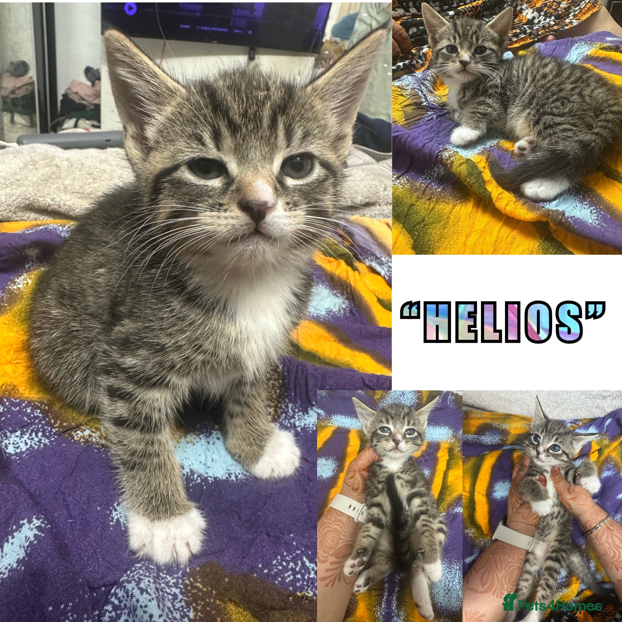 Domestic Shorthair cats 😘 3 GORGEOUS PLAYFUL KITTENS 😘 - Advert 1