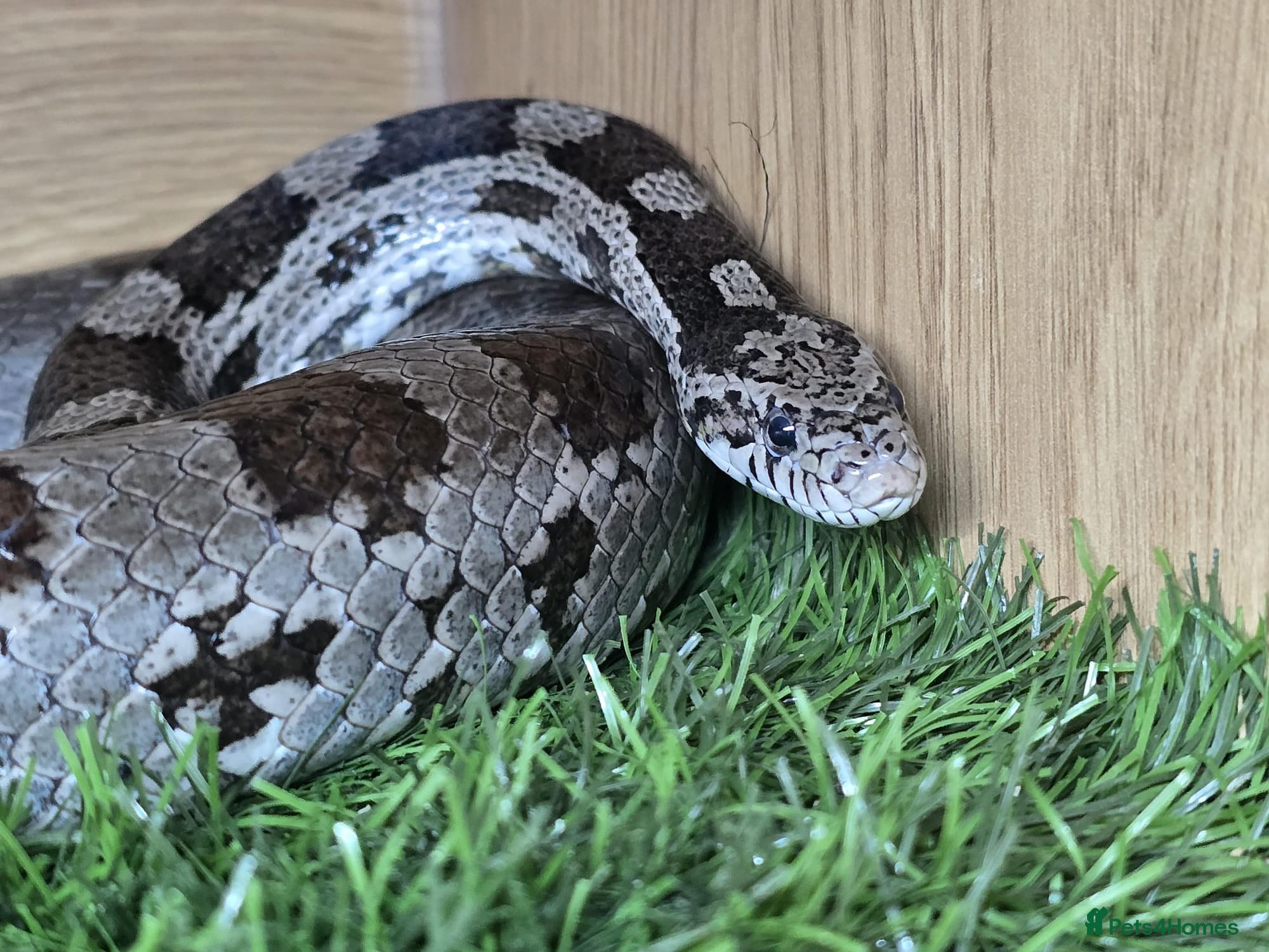 Corn Snake reptiles Corn Snake + Full Setup - Advert 1