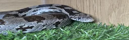 Corn Snake reptiles for sale: Corn Snake + Full Setup - Advert 2