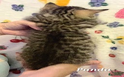 British Shorthair cats for sale: British shorthair babies  - Image 7