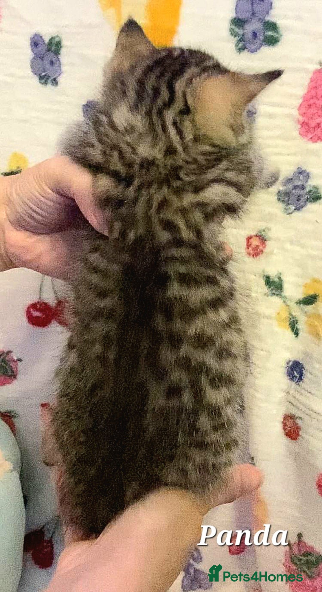 British Shorthair cats for sale: British shorthair babies  - Image 7