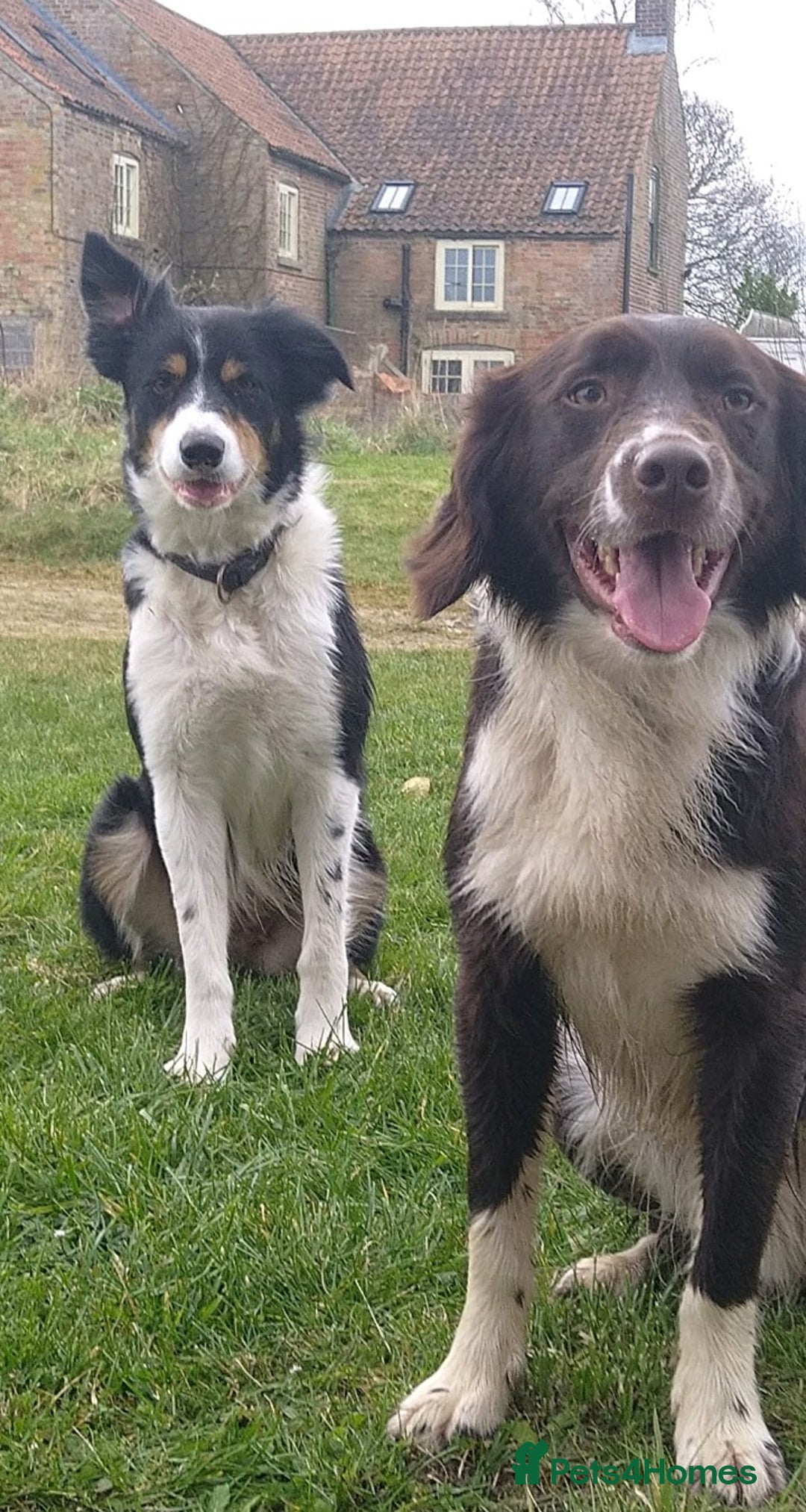 Sprollie dogs for sale: Border Collie x Springer Spaniel pups - Image 3
