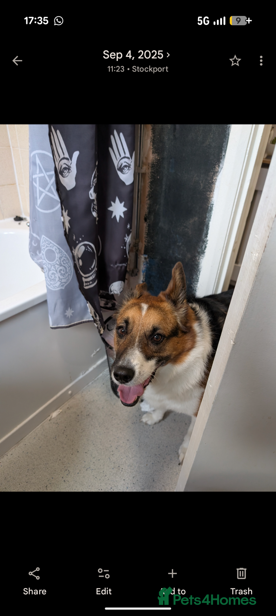 Mixed Breed dogs for sale: Roxanne (Roxie) in Stockport - Advert 4