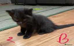Ragdoll cats for sale: Half Ragdoll KITTENS - Image 15