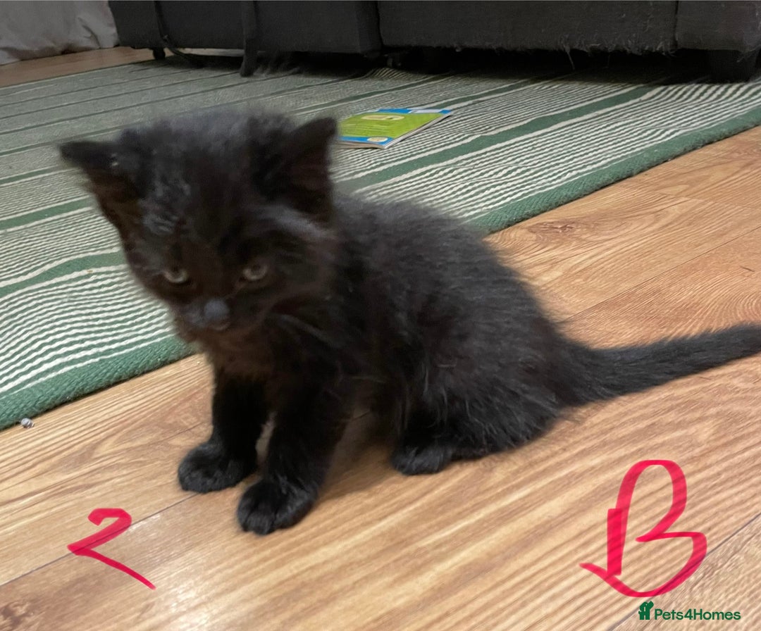 Ragdoll cats for sale: Half Ragdoll KITTENS - Image 15