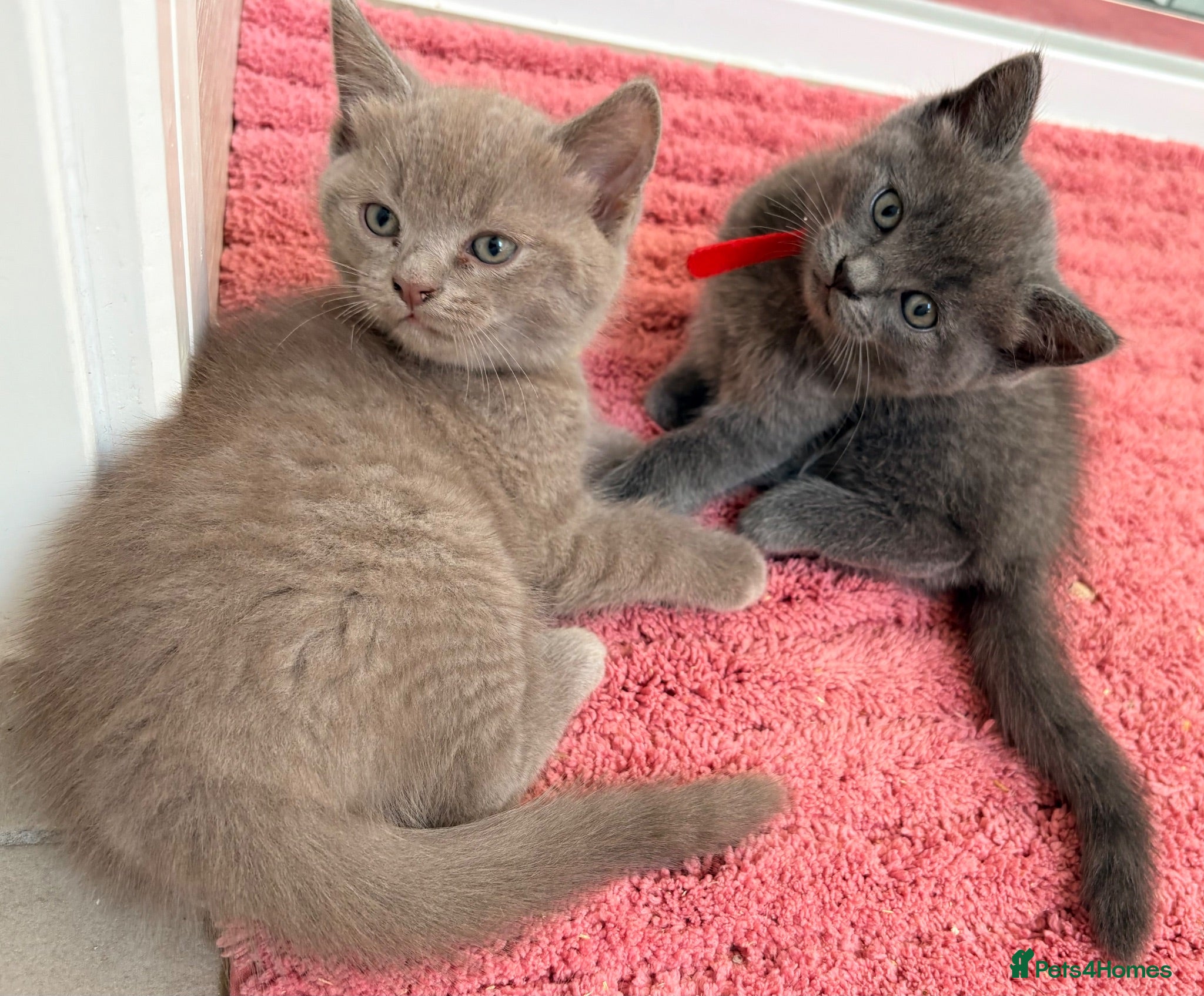 Ragdoll cats Ragdoll x British Shorthair blue kittens  - Advert 3