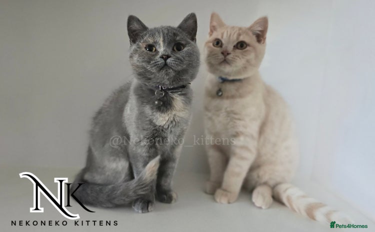British Shorthair cats in Ilkeston - Advert 13