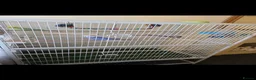 Budgerigars birds for sale: 2 male budgies and cage in Darlington - Advert 1