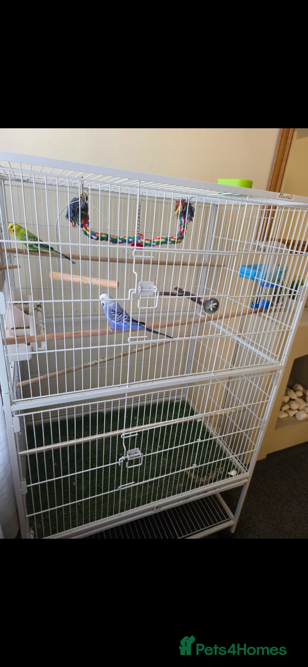 Budgerigars birds for sale: 2 male budgies and cage in Darlington - Advert 1