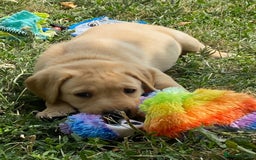 Labrador Retriever dogs for sale: Gorgeous Labrador puppies for sale - Image 30