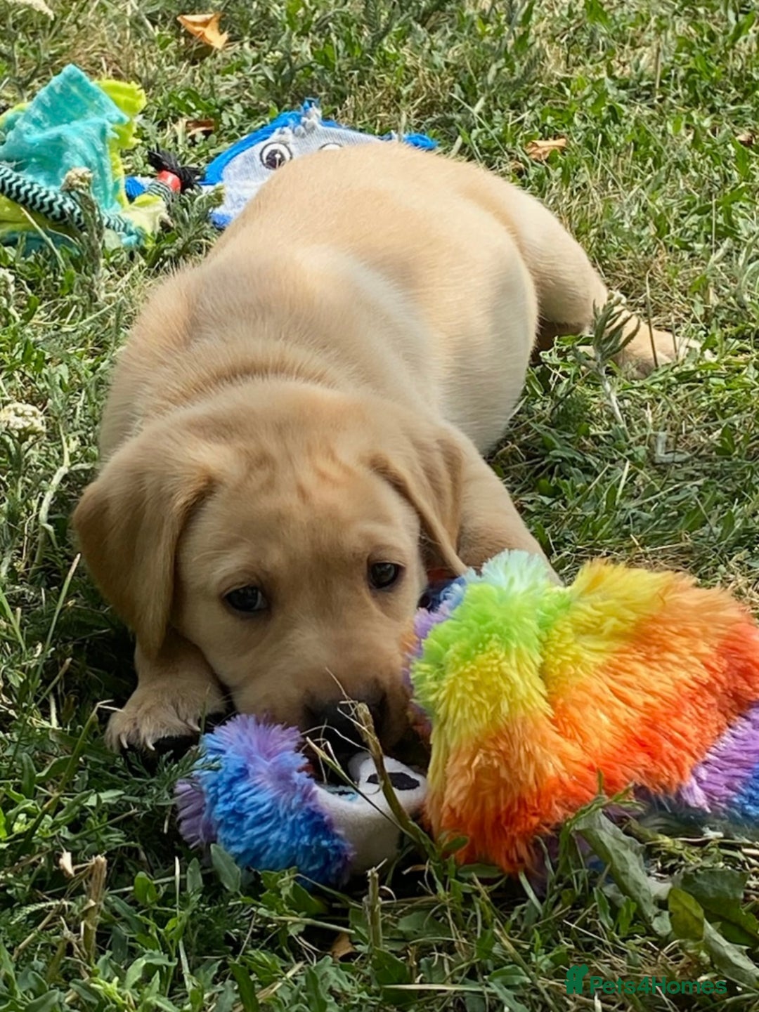 Labrador Retriever dogs for sale: Gorgeous Labrador puppies for sale - Image 30