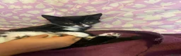 Mixed Breed cats for sale: READY NOW in Orpington - Advert 5