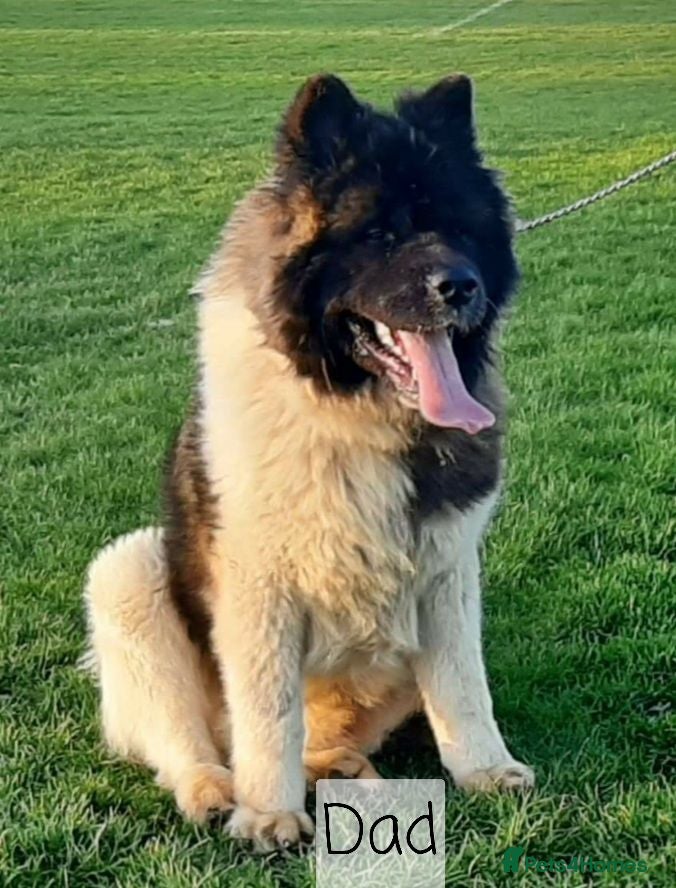 Akita dogs Akita pups long hair - Advert 6