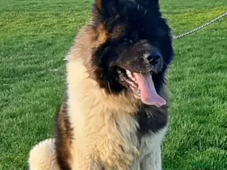 Akita dogs Akita pups long hair - Advert 1