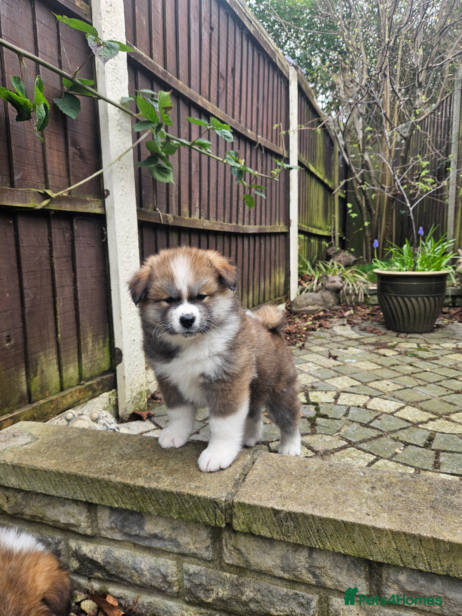 Japanese Akita Inu dogs RKC Registered Puppy Litter - Advert 3