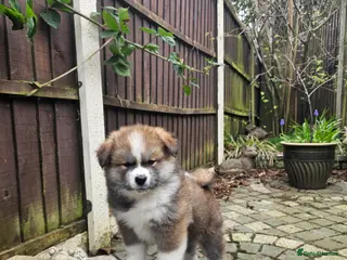 Japanese Akita Inu dogs RKC Registered Puppy Litter - Advert 3