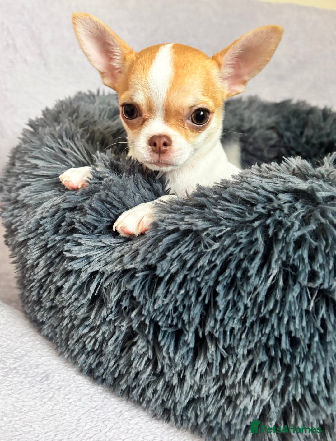 Chihuahua dogs for sale: Beautiful tiny puppies, Chihuahua - Advert 6