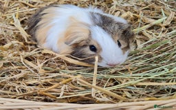 Guinea Pig rodents for sale: Male baby guinea pigs for sale. in Chippenham - Image 8