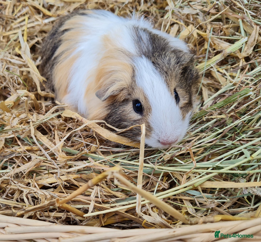 Guinea Pig rodents for sale: Male baby guinea pigs for sale. in Chippenham - Image 8