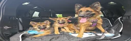 German Shepherd dogs for sale: German Shepherd in Kettering - Advert 1