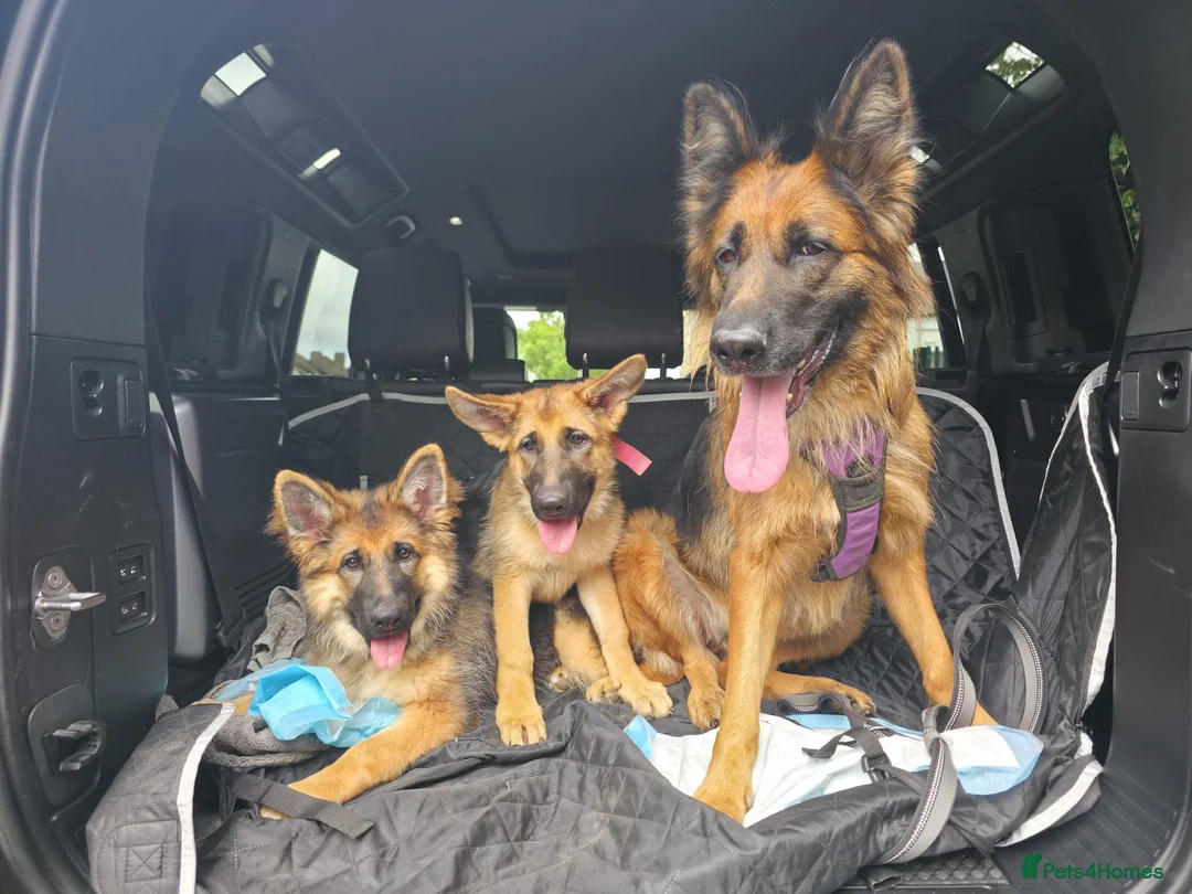 German Shepherd dogs for sale: German Shepherd in Kettering - Advert 1