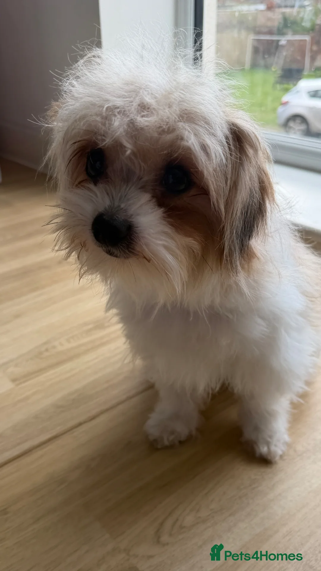 Yorkshire Terrier dogs for sale: Parti Yorkshire terrier  in Barton-upon-Humber - Advert 5