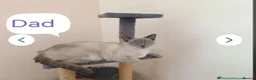 Siamese cats for sale: Siamese Blue Point in Gloucester - Advert 3