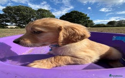 Golden Retriever dogs for sale: Golden Retriever Puppies - Image 6