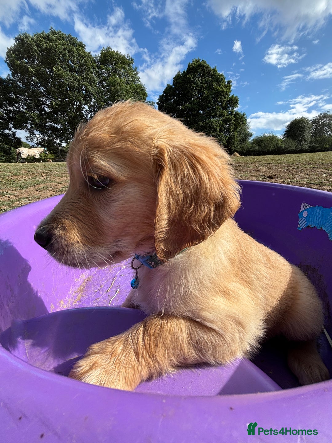 Golden Retriever dogs for sale: Golden Retriever Puppies - Image 6