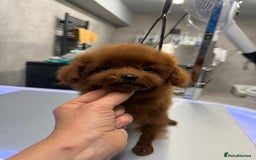 Toy Poodle dogs for sale: Asian teddy face toy poodles boys - Image 22
