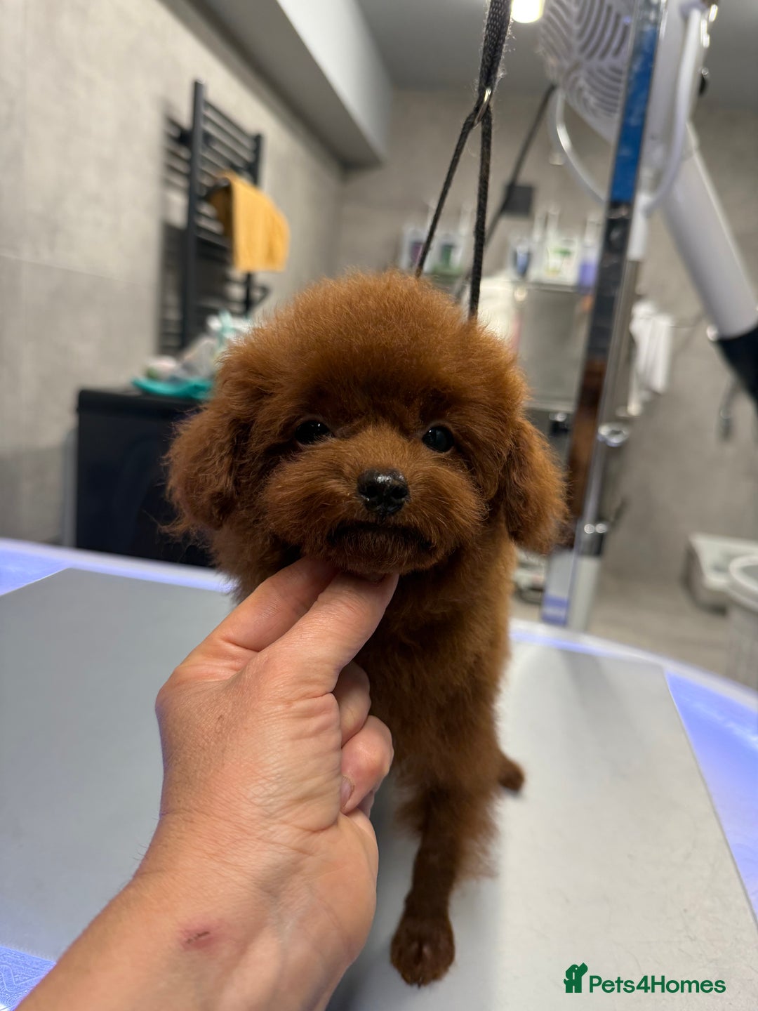 Toy Poodle dogs for sale: Asian teddy face toy poodles boys - Image 22