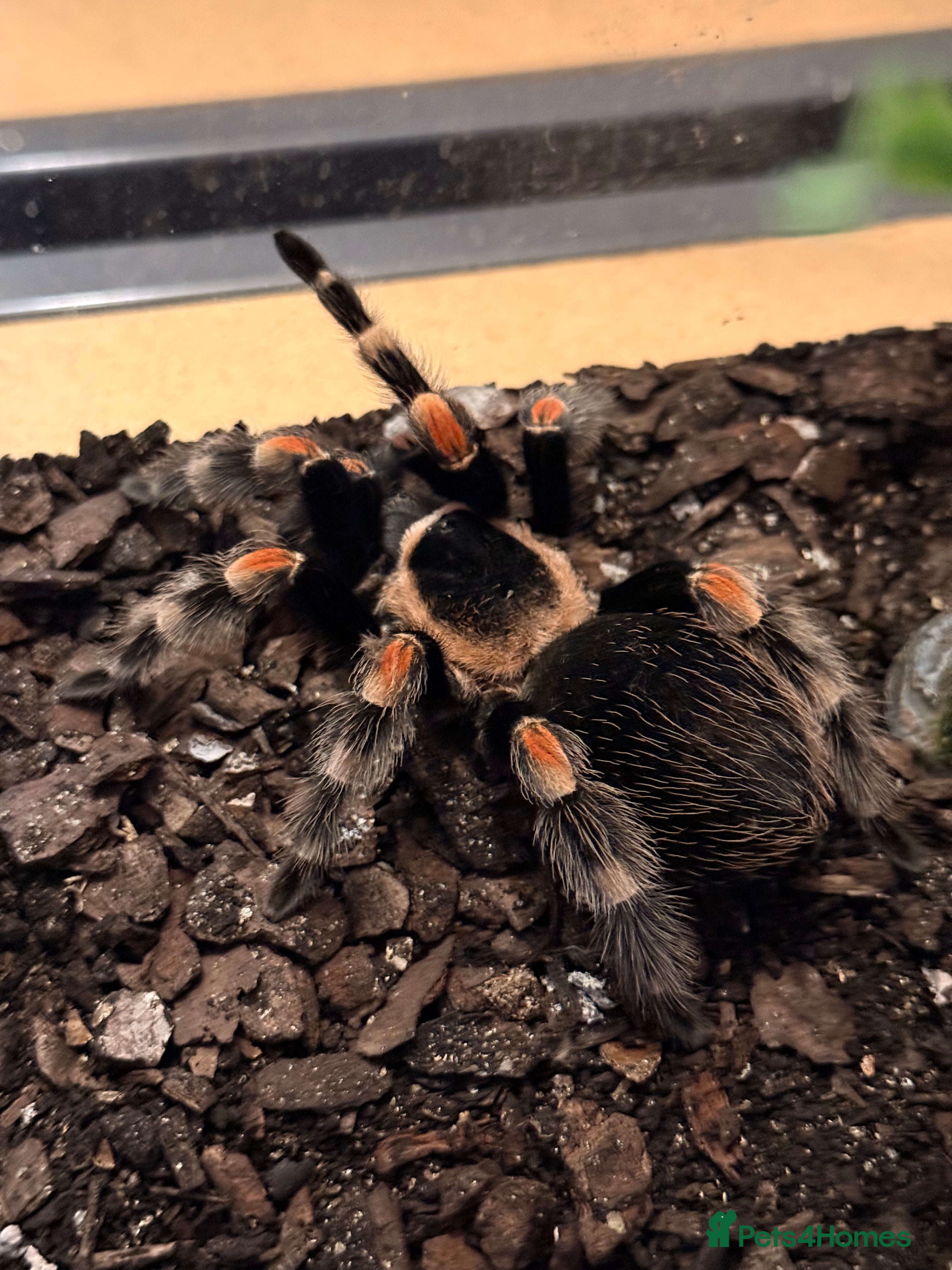 Tarantulas invertebrates Mexican Red Knee Tarantula  - Advert 1