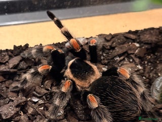 Tarantulas invertebrates Mexican Red Knee Tarantula - Advert 17