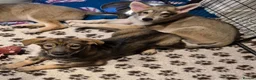 Saarloos Wolfdog dogs for sale: Female available - vaccinated and ready to leave - Advert 12