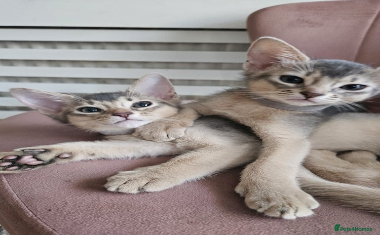 Abyssinian cats - Advert 1