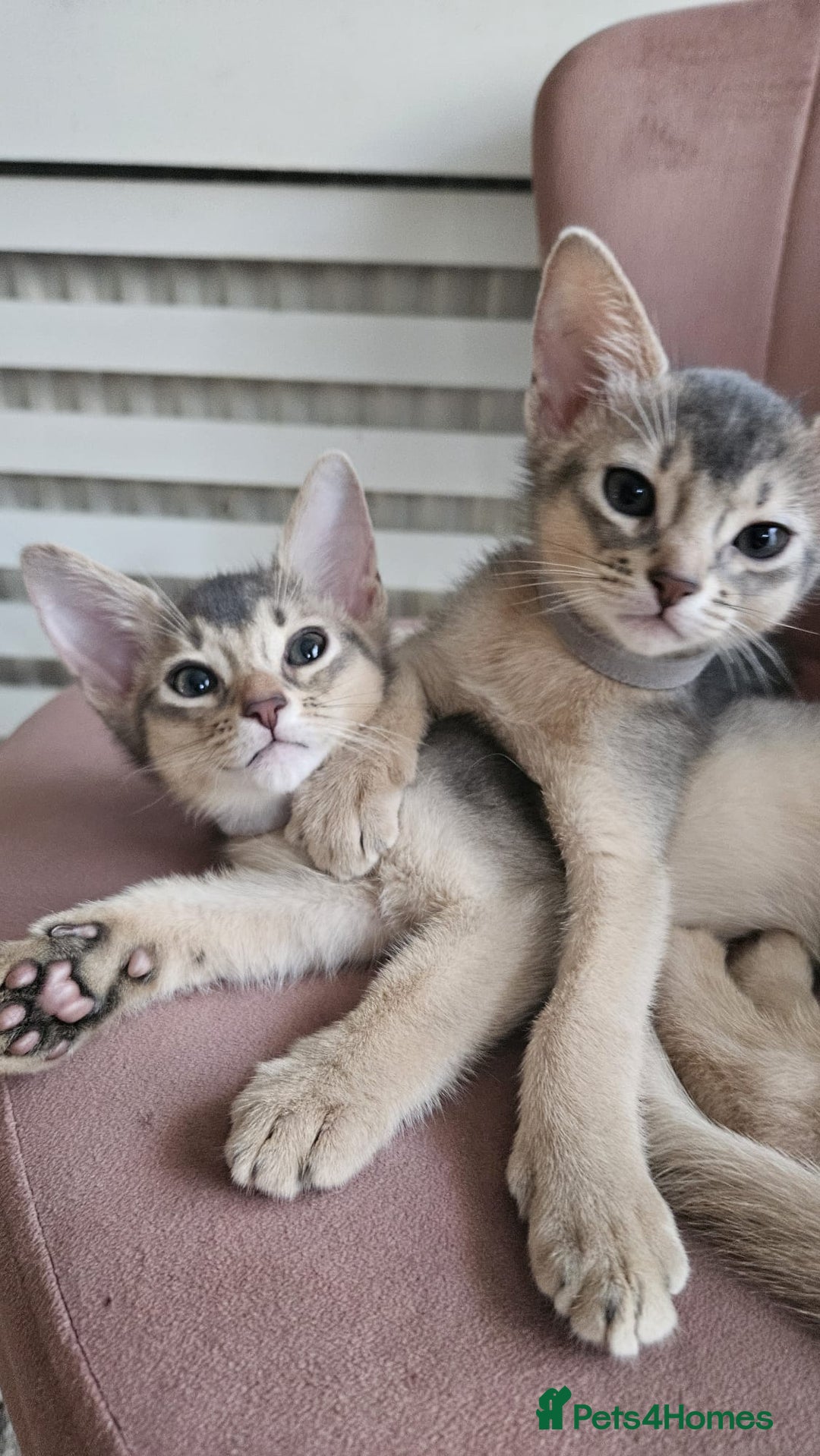 Abyssinian cats for sale: Abyssinian Kittens - Image 1