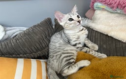 Bengal cats for sale: Beautiful soft silver girl TICA reg - Image 5