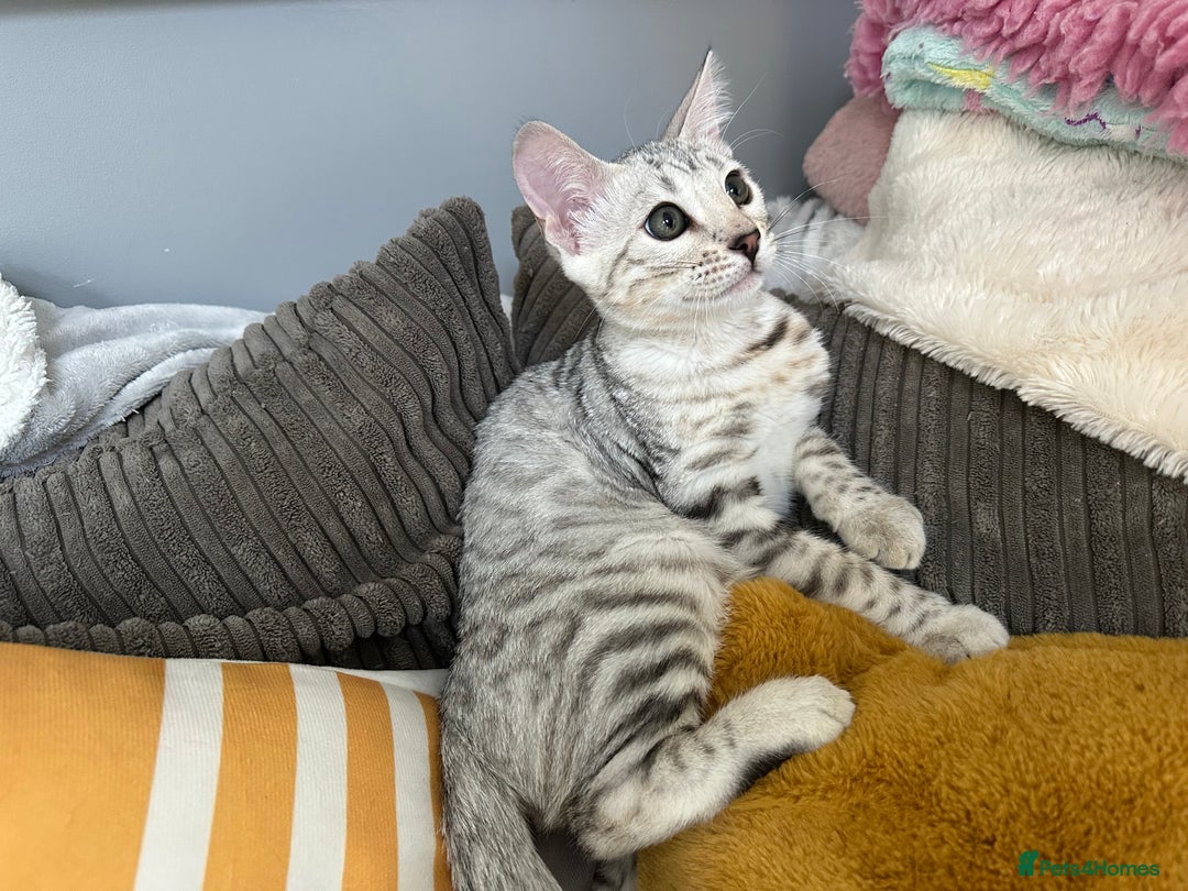 Bengal cats for sale: Beautiful soft silver girl TICA reg - Image 5