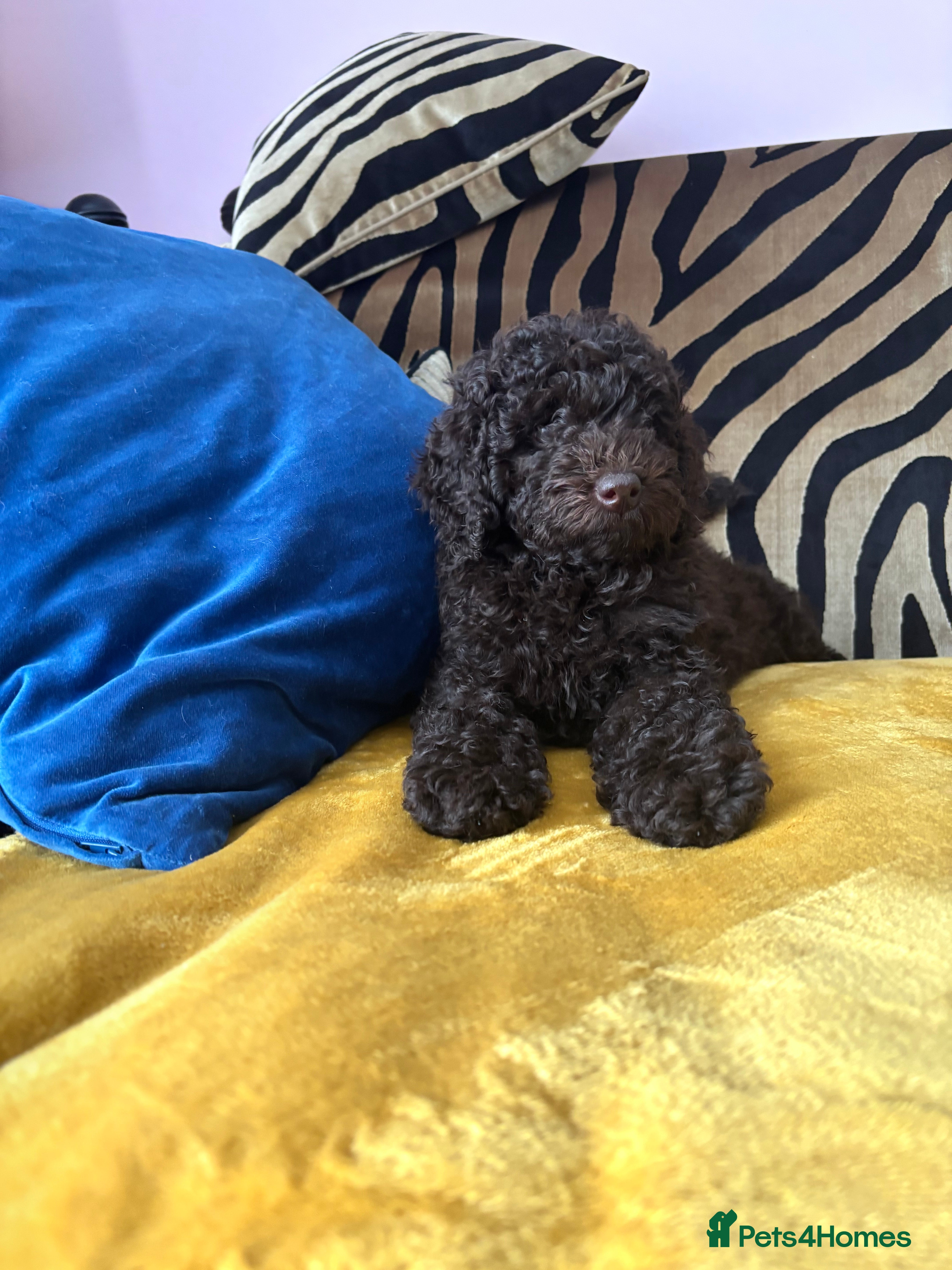 Miniature Poodle dogs Brown chocolate miniatures poodle - Advert 2