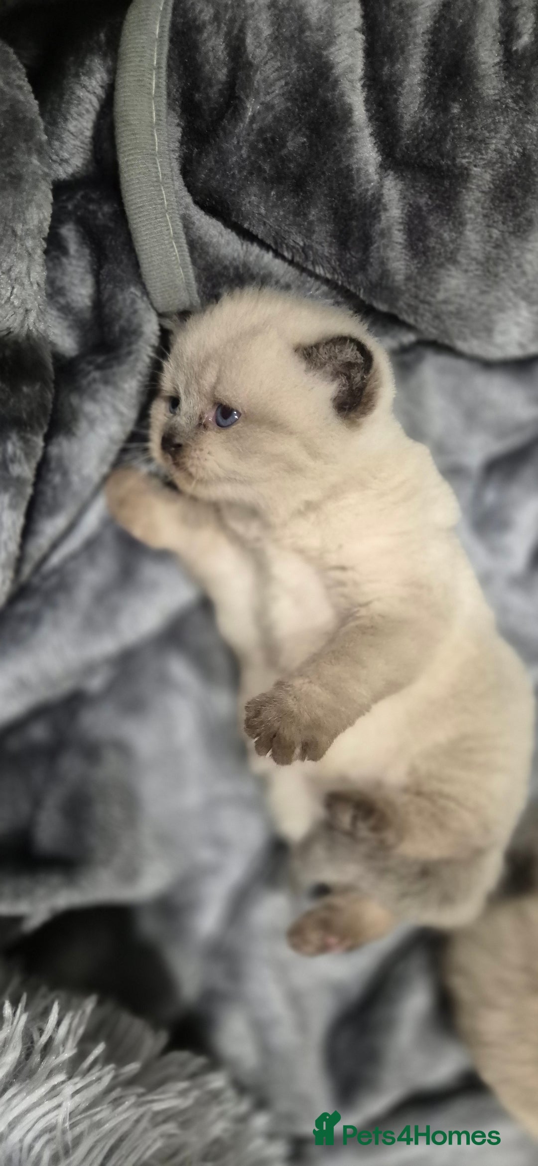 British Shorthair cats for sale: Colour point british short hair  - Image 9