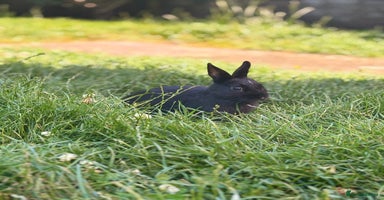 Netherland Dwarf rabbits - Advert 3