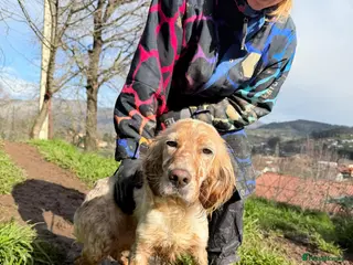 English Setter dogs Astra - Advert 7